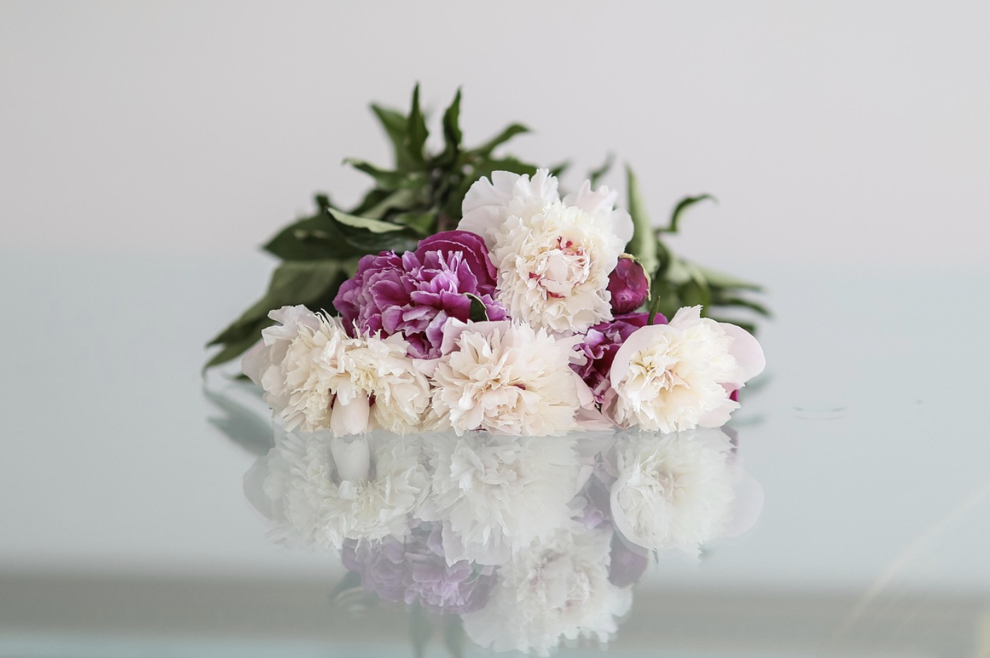 Шепот лепестков – рекомендации по уходу за пионами в срезке
