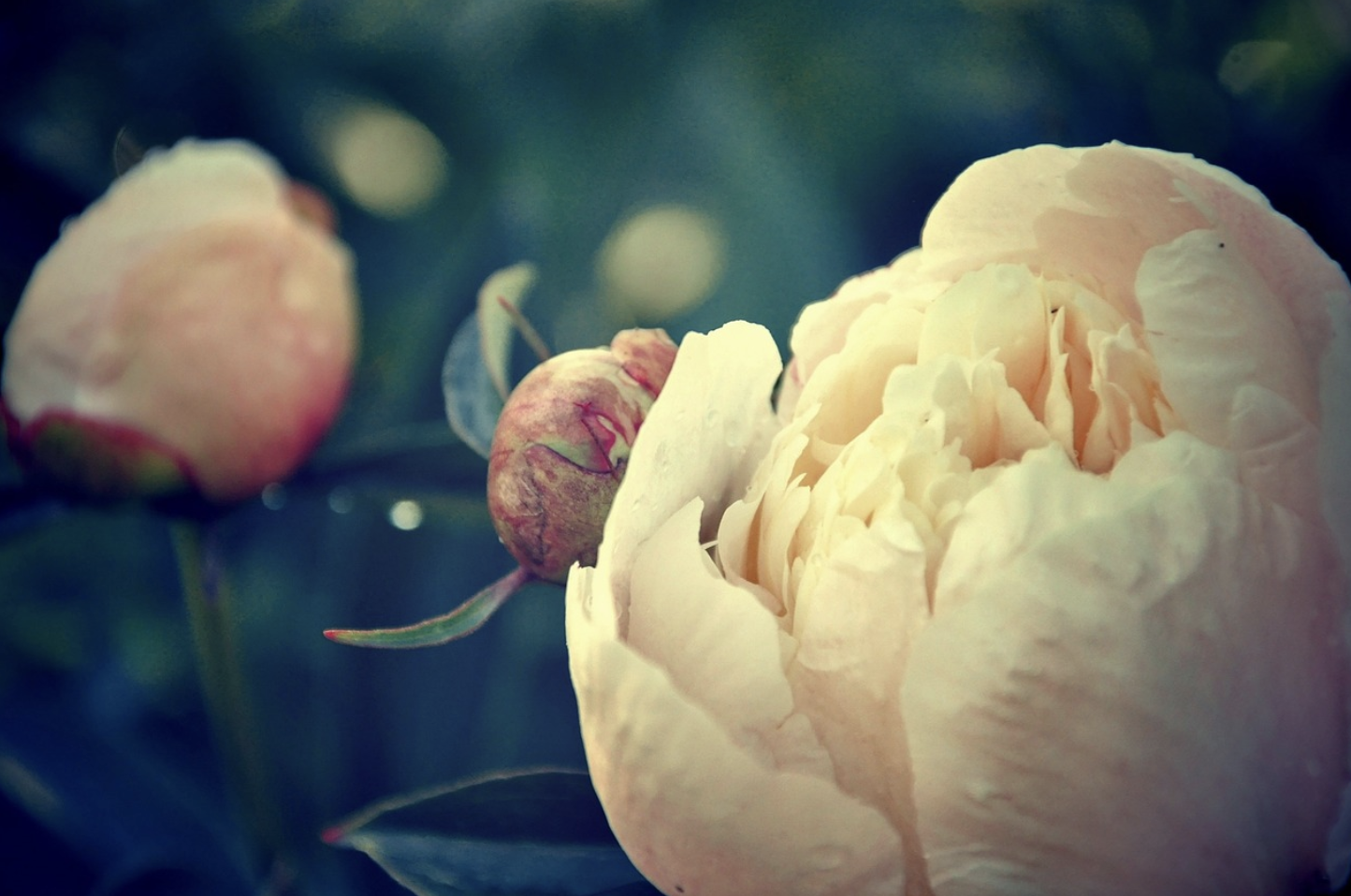 Календарь роскоши – в какое время года пионы раскрываются в полную силу