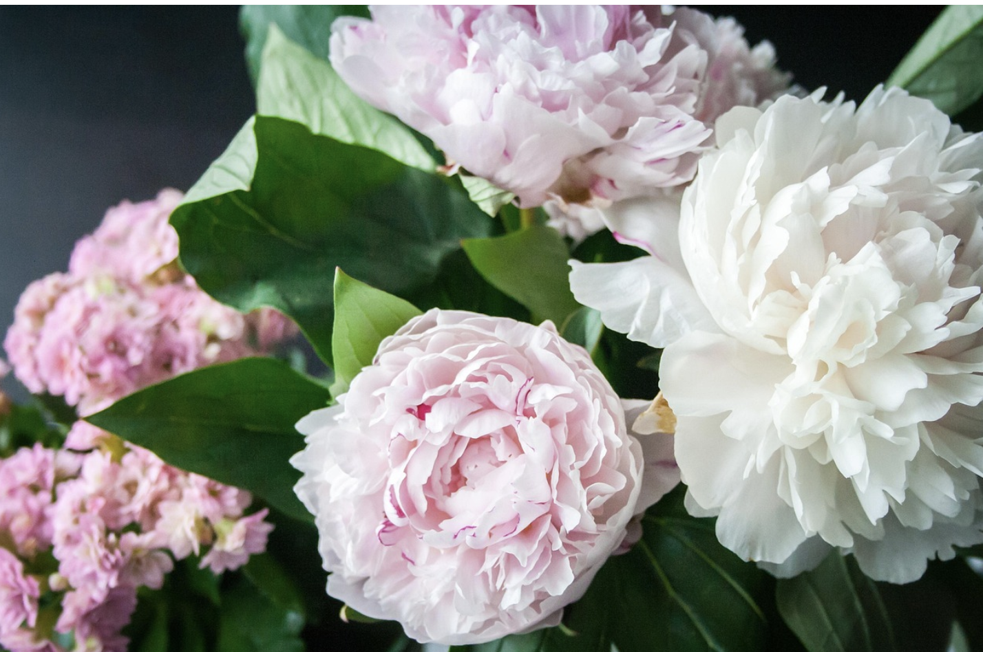 Бархатная речь цветка – как пионы стали главными посланниками любви и женственности